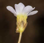 Small butterwort